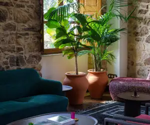 potted plants