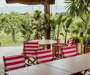 chairs with palms