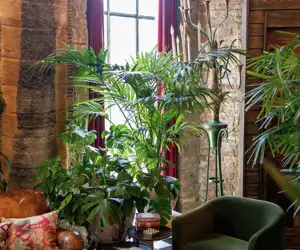 plants in window